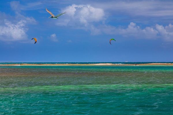 Caribbean-Grenada-Union Island Surf kites and pelican flying over ocean